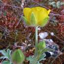 Ranunculus psilostachys Griseb.的圖片