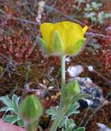 Image of Ranunculus psilostachys Griseb.