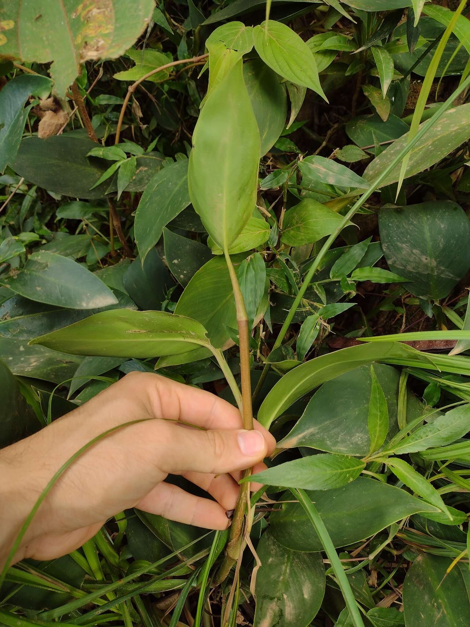 Philodendron flumineum E. G. Gonç.的圖片