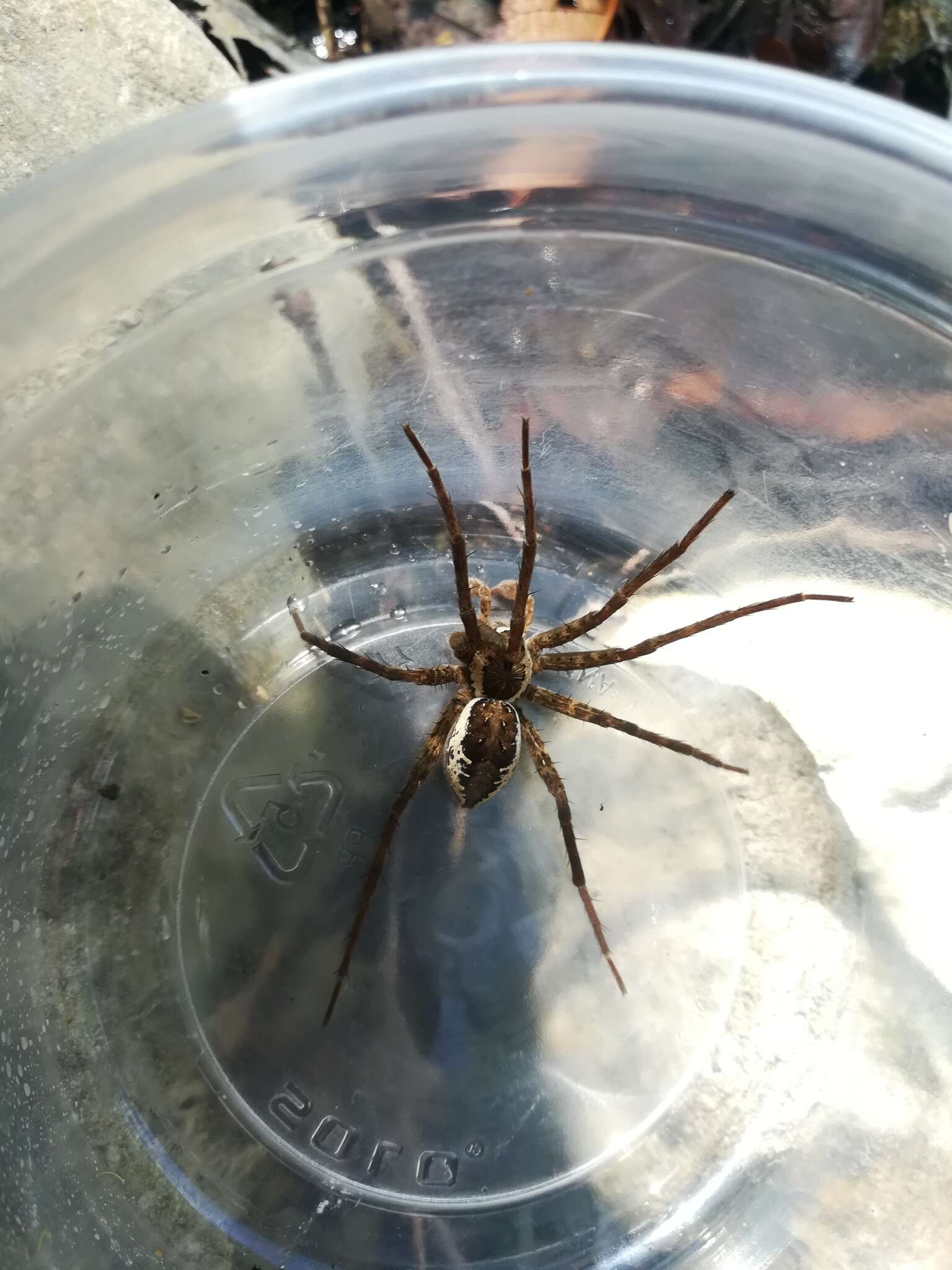 Plancia ëd Dolomedes holti Carico 1973