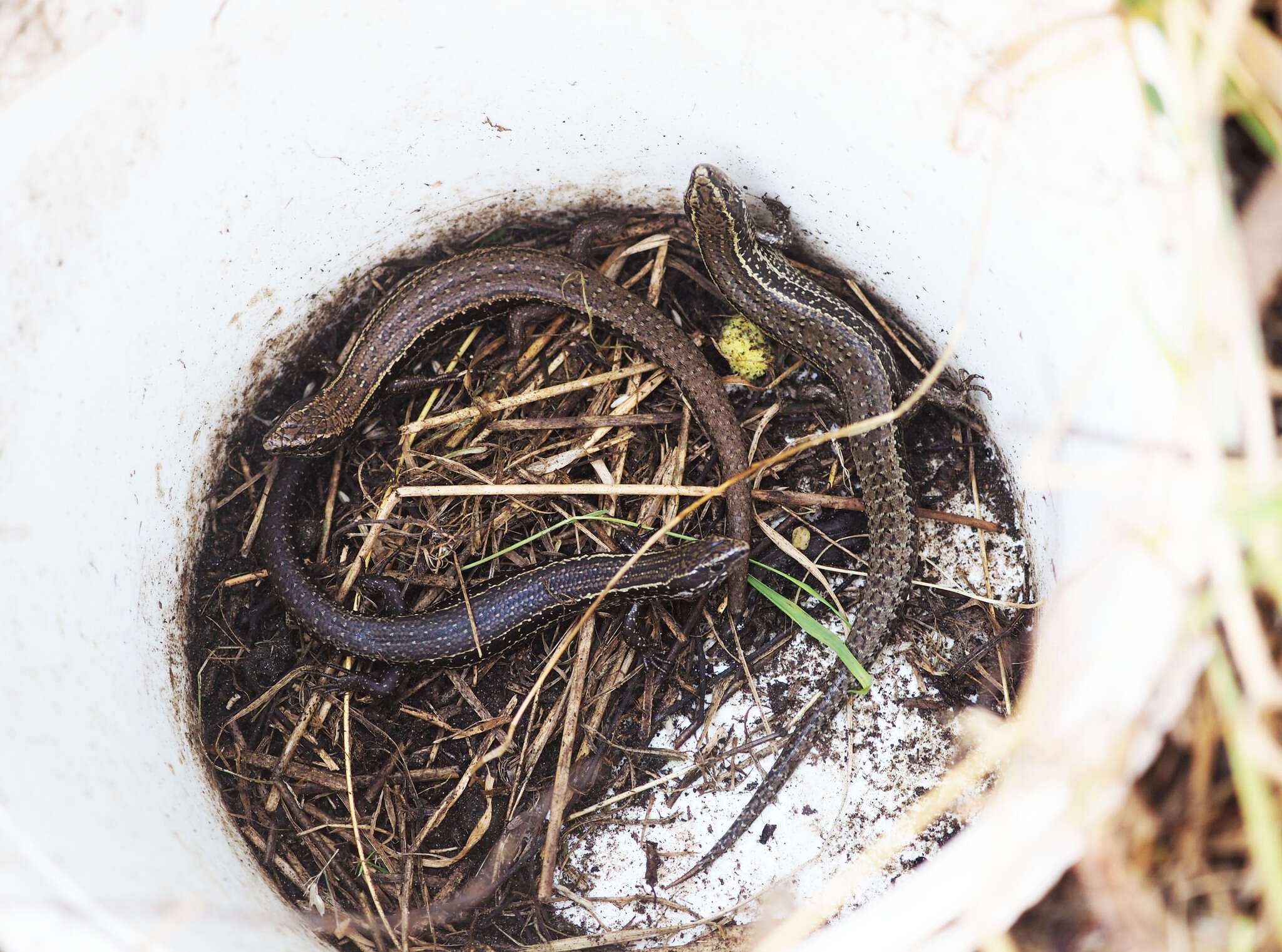 Image of Speckled Skink