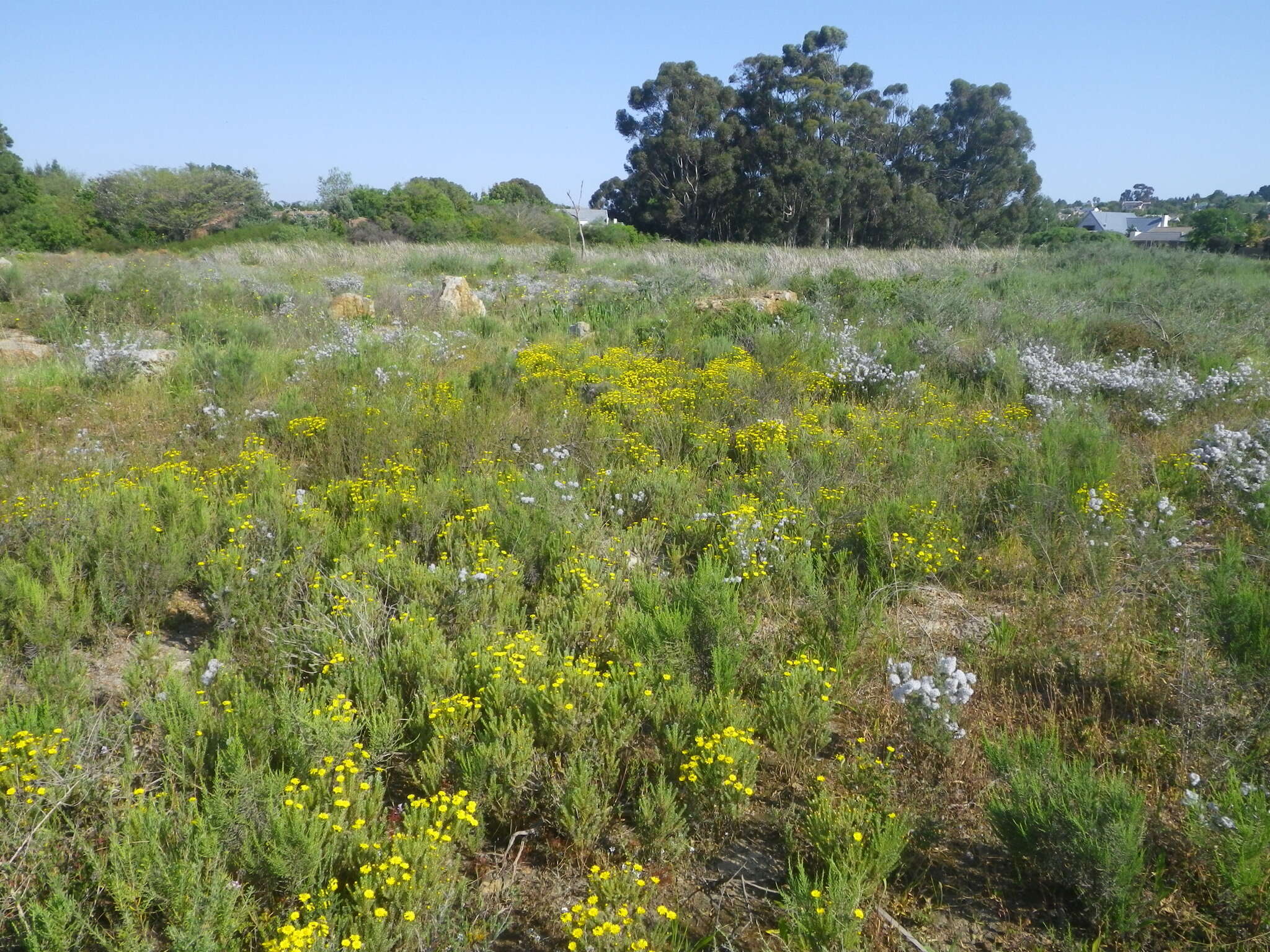 Image of Oedera fruticosa (L.) N. G. Bergh