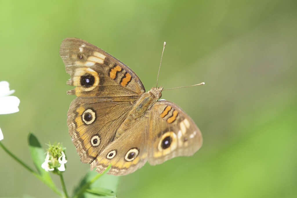 Sivun <i>Junonia neildi</i> kuva