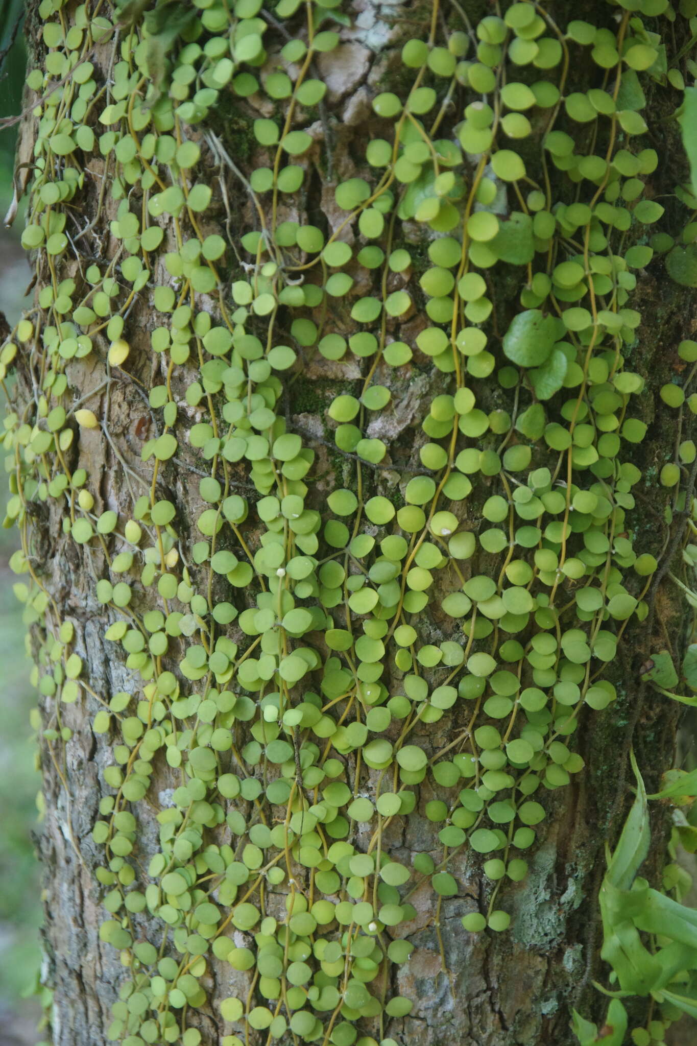 Image of Dischidia nummularia R. Br.