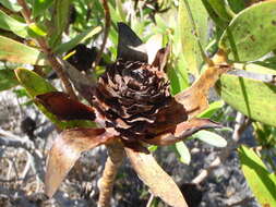 Image de Leucadendron laureolum (Lam.) Fourc.