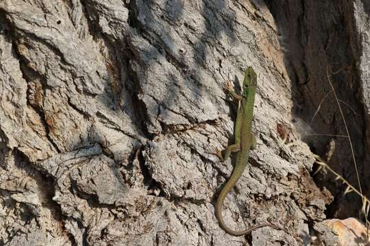 Image of Lacerta diplochondrodes