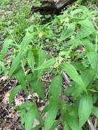 Image of American stoneseed