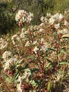 Eremothera boothii subsp. decorticans (Hook. & Arn.) W. L. Wagner & Hoch resmi