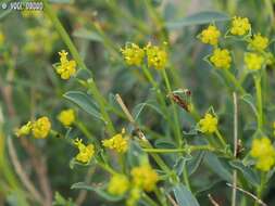 Image of Euphorbia erinacea Boiss. & Kotschy