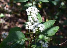 Image of Ageratina vernalis (Vatke & Kurtz) R. King & H. Rob.