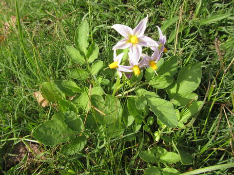 Image of Commerson's nightshade