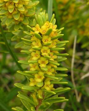 Image of Thymelaea ruizii Loscos ex Casav.