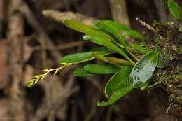 Image of Specklinia costaricensis (Rolfe) Pridgeon & M. W. Chase