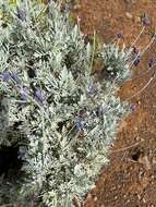 Image of Lavandula buchii Webb & Berthel.