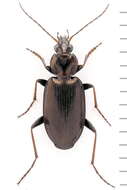 Image de Agonum (Agonum) gracilipes (Duftschmid 1812)