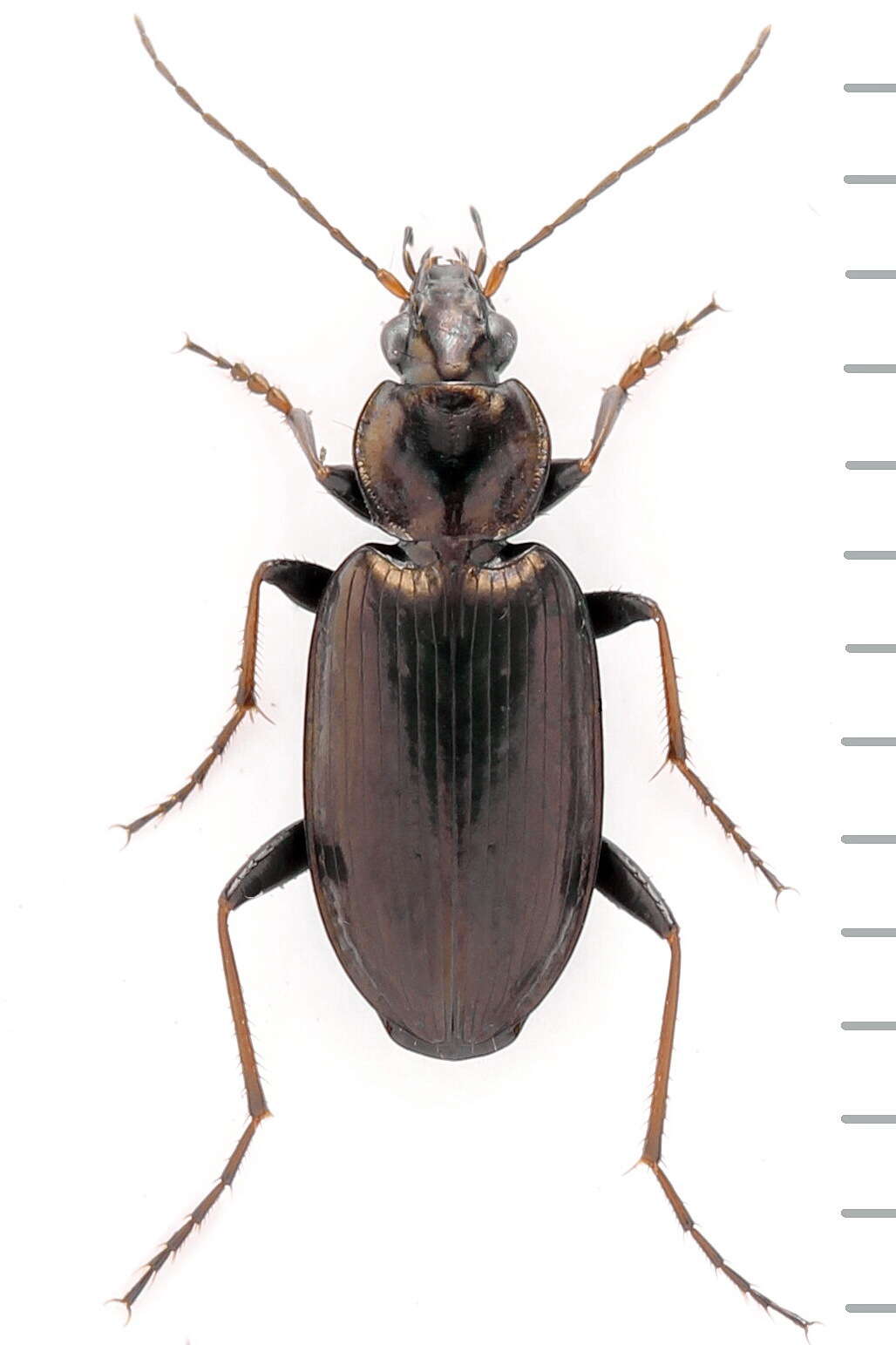 Image de Agonum (Agonum) gracilipes (Duftschmid 1812)