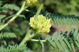 Imagem de Astragalus ponticus Pall.