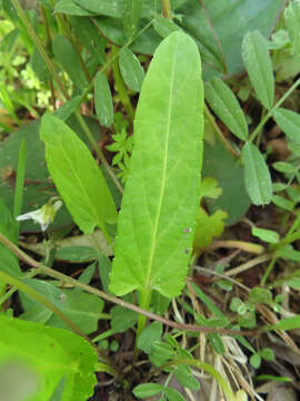 Image de Viola betonicifolia var. albescens (Nakai) Maekawa & Hashimoto