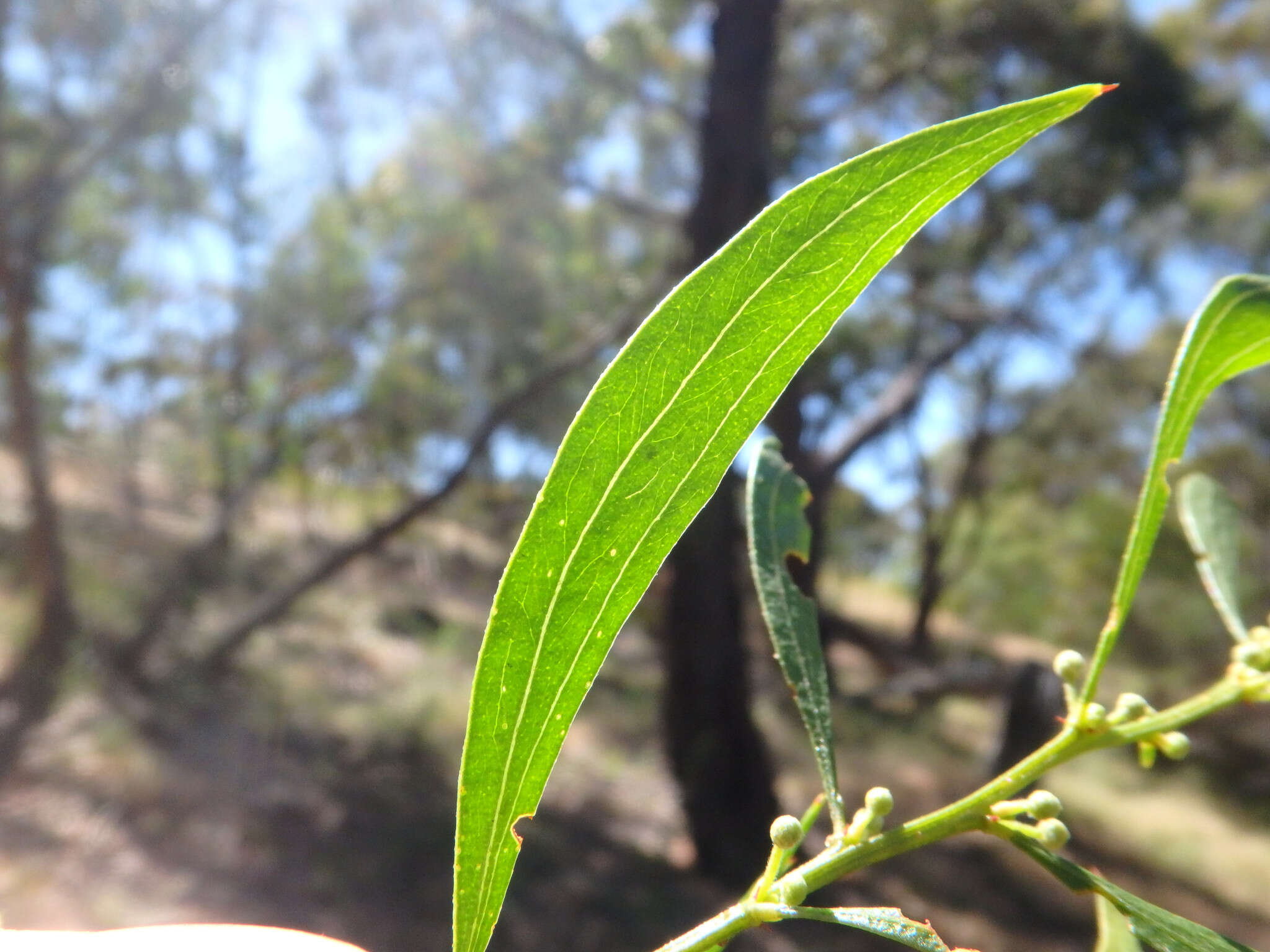 Image of Acacia verniciflua A. Cunn.