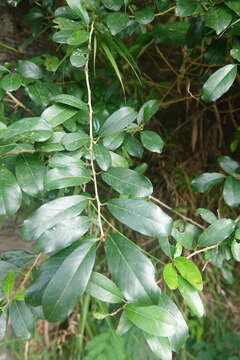 Image of Cudrania cochinchinensis (Lour.) Yakuro Kudo & Masamune