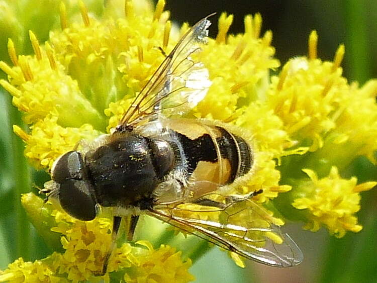 Image of Syrphid fly