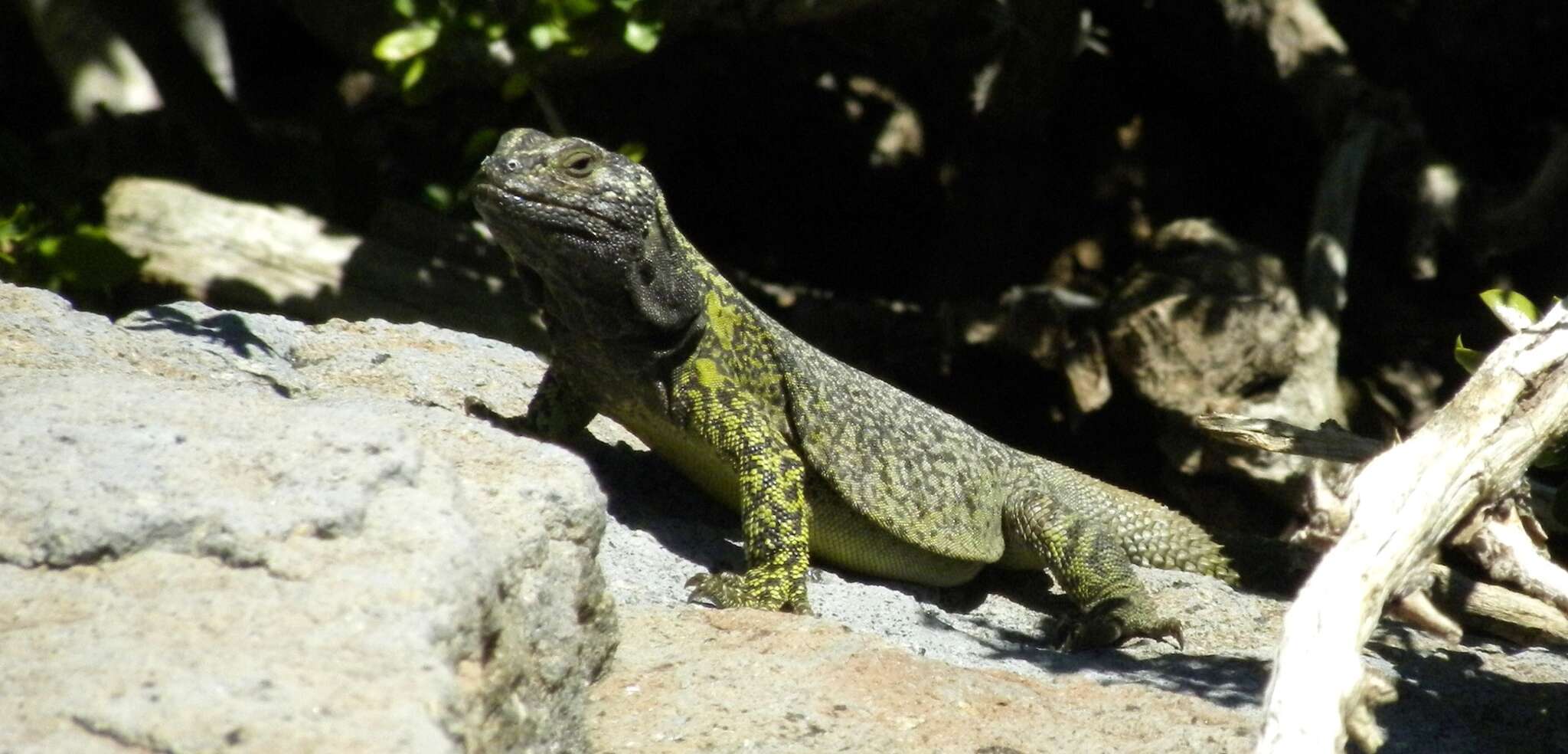 Image of Phymaturus maulense Nuñez, Veloso, Espejo, Veloso, Cortes & Araya 2010