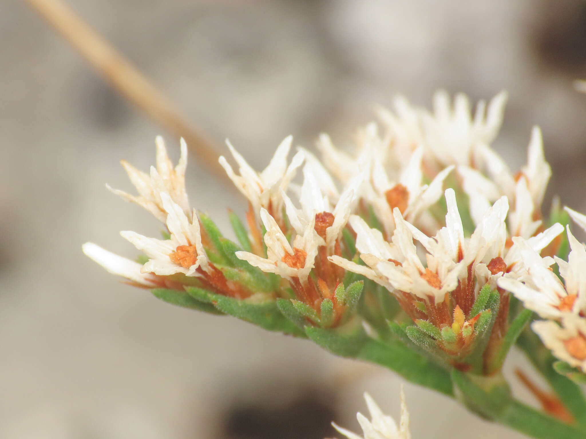 Image of Goniolimon italicum F. Tammaro, S. Pignatti & G. Frizzi