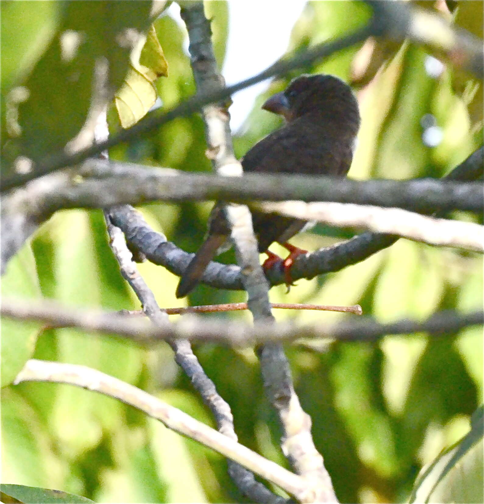 Image of Bornean Brown Barbet