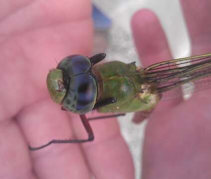 Image of Comet Darner