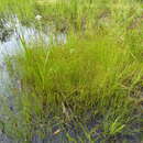 Image of Coastal Beak Sedge