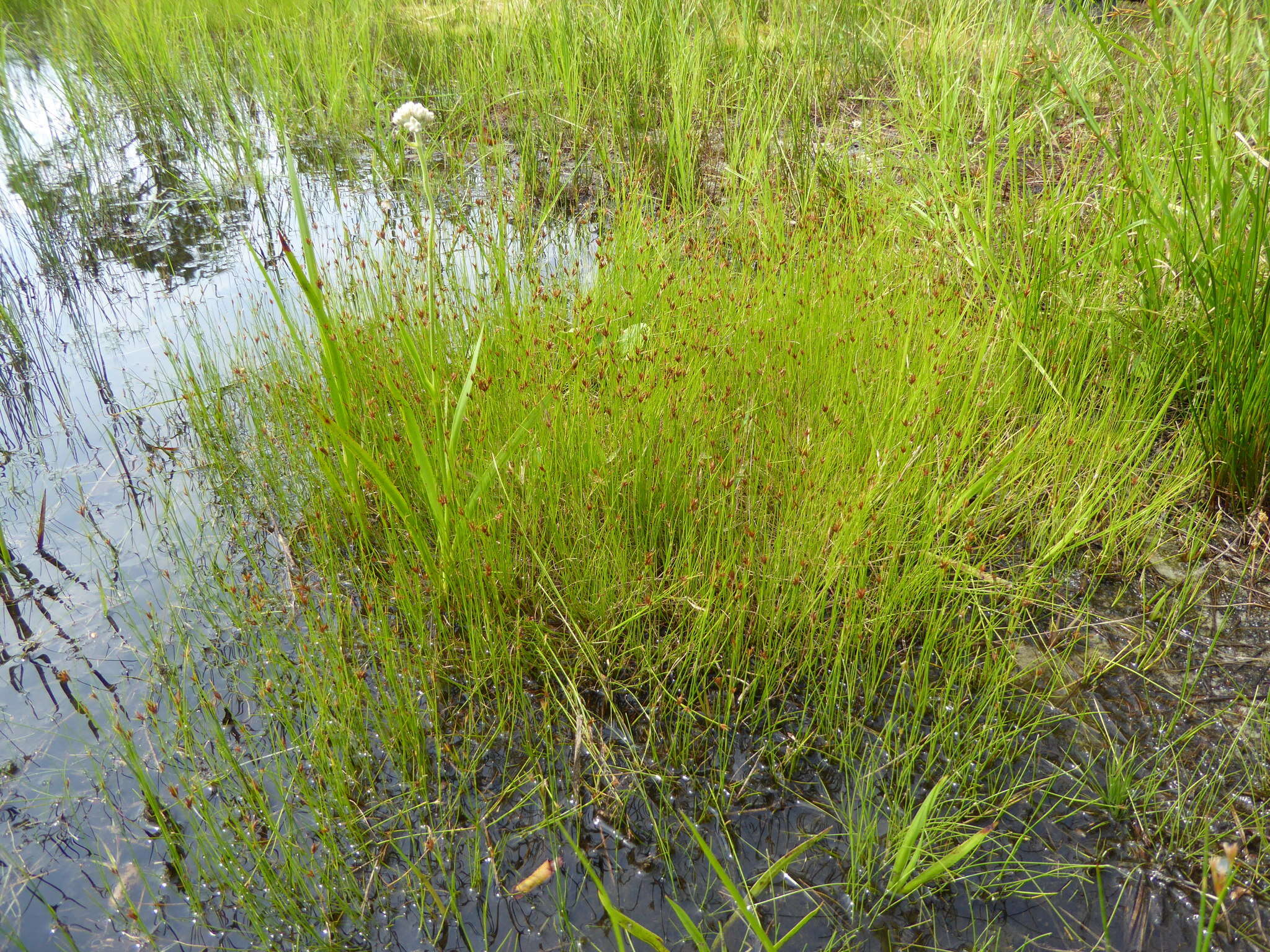 Sivun Rhynchospora pleiantha (Kük.) Gale kuva