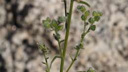 Image of pointed cryptantha