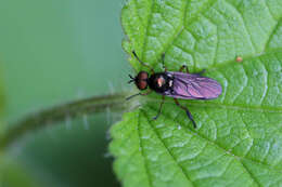 Image of Beris chalybata (Forster 1771)