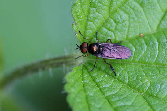 Image of Beris chalybata (Forster 1771)