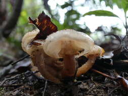 Image of Armillaria limonea (G. Stev.) Boesew. 1977