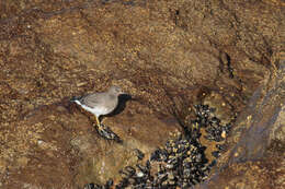 Image of Surfbird