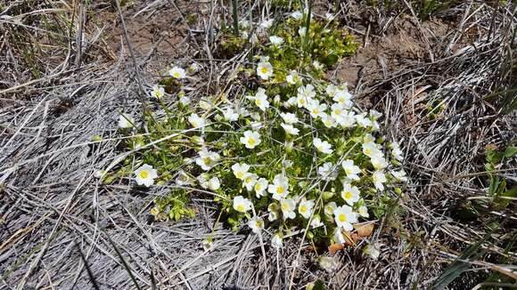 Imagem de Limnanthes alba subsp. parishii (Jeps.) Morin