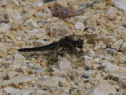 Image of Black-tailed Skimmer