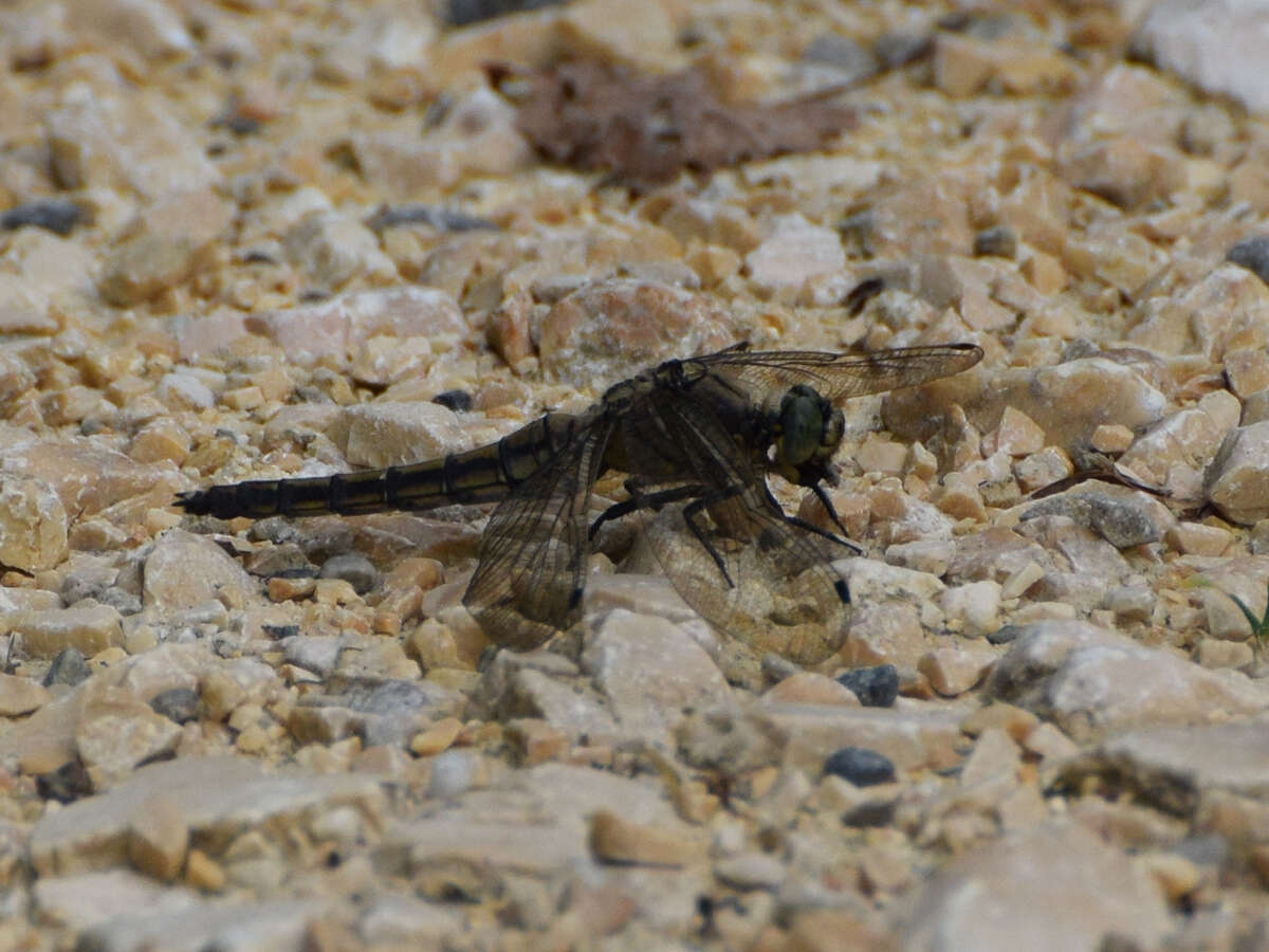 Image of Black-tailed Skimmer