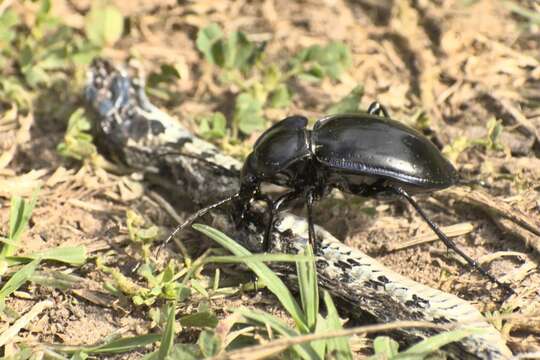 Image of Carabus (Tanaocarabus) finitimus Haldeman 1852