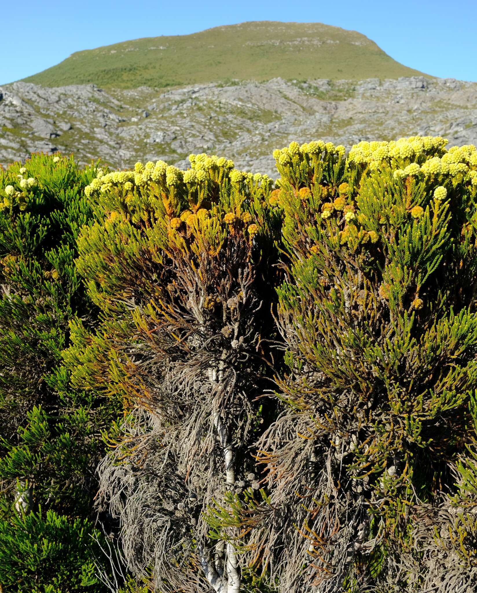 صورة Brunia fragarioides Willd.