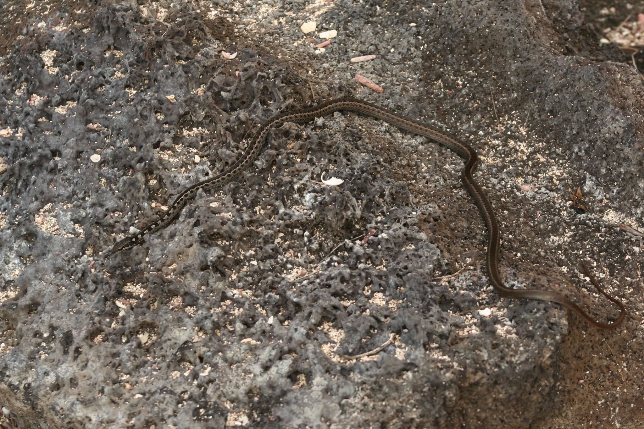 Pseudalsophis occidentalis (Van Denburgh 1912) resmi