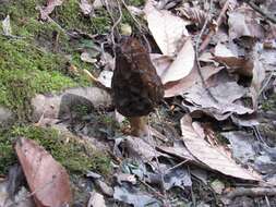 Image of Morchella angusticeps Peck 1887