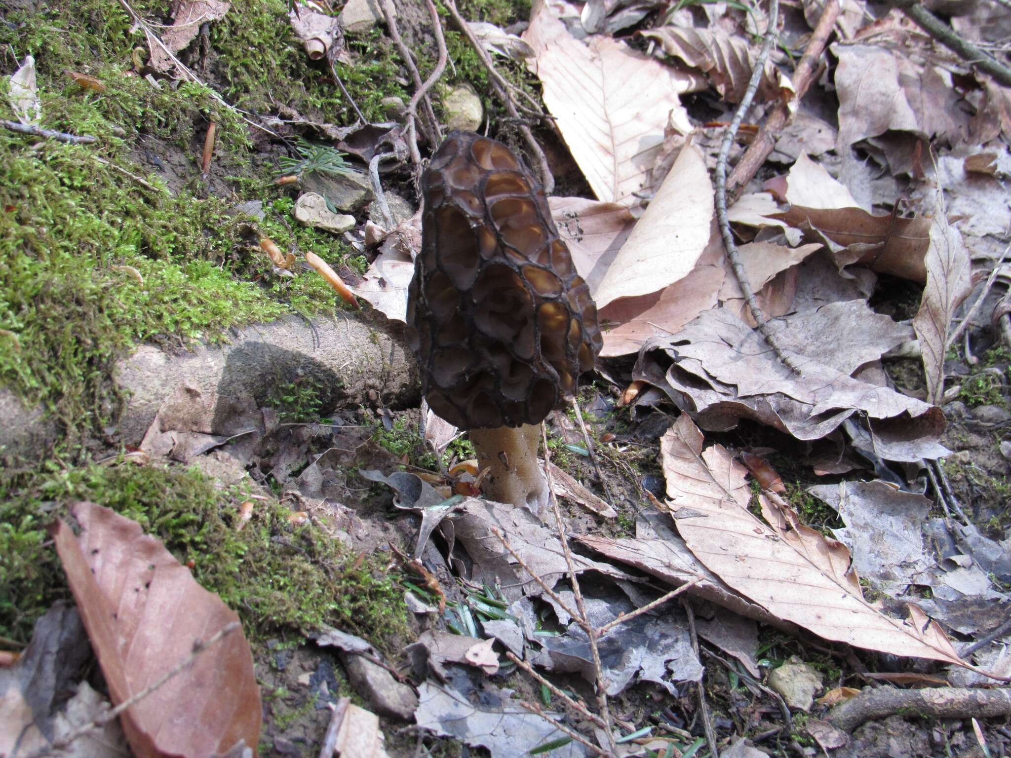 Imagem de Morchella angusticeps Peck 1887