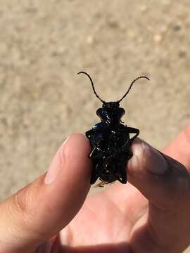 Image of forest caterpillar hunter