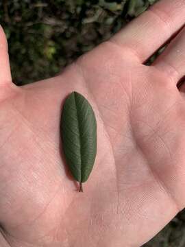 Image of California buckthorn