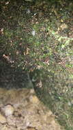 Image of Brown's tetrodontium moss