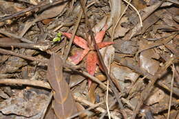 Image of Gonatostylis vieillardii (Rchb. fil.) Schltr.