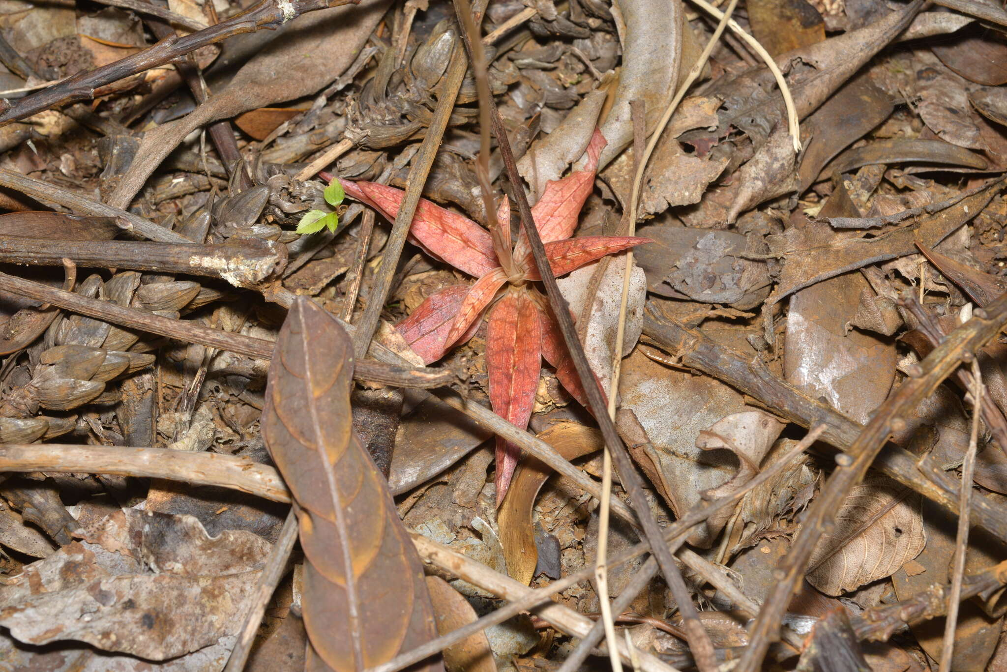 Gonatostylis vieillardii (Rchb. fil.) Schltr.的圖片