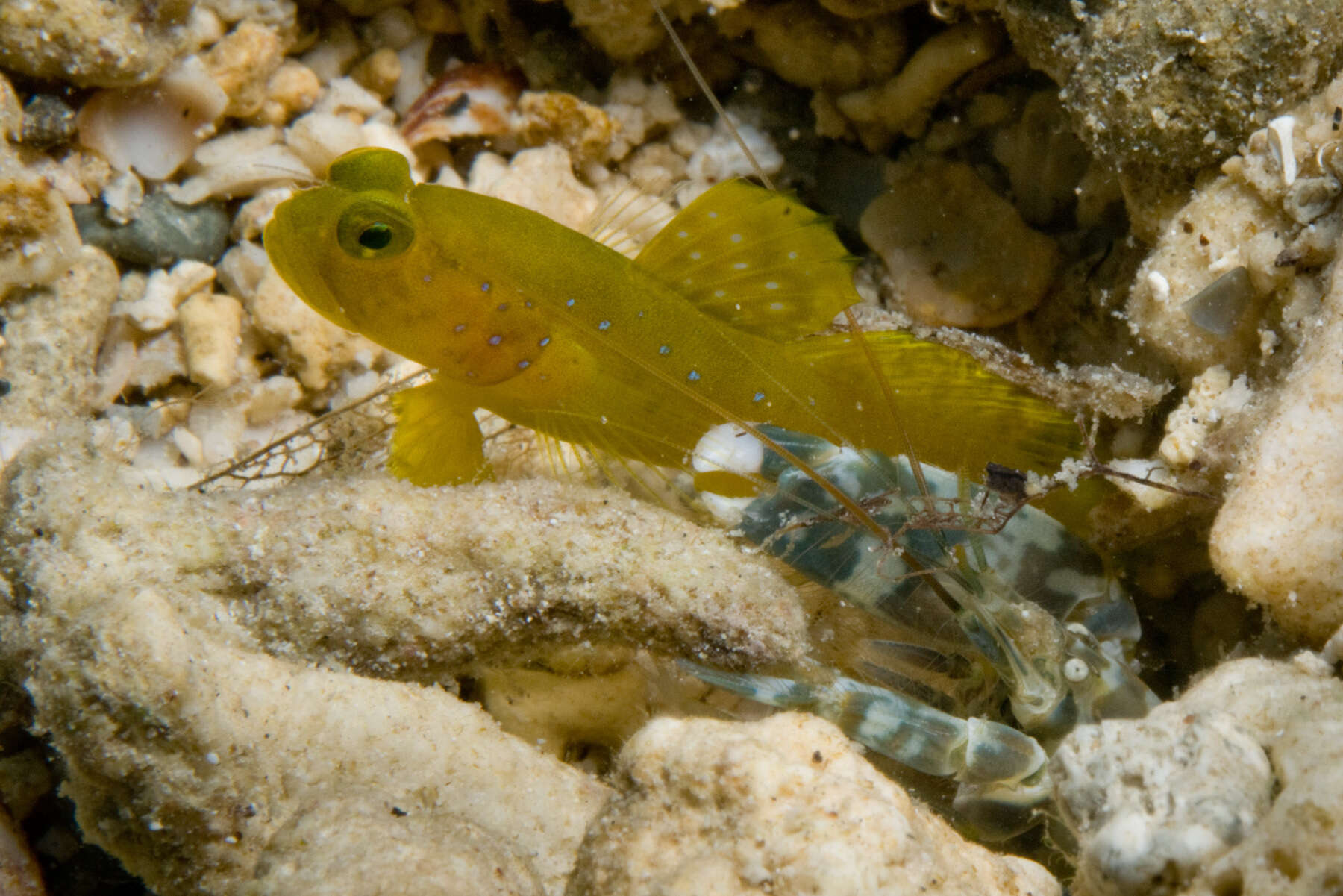 Image of Yellow prawn-goby